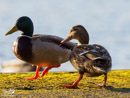 Mallard Duck - Kaczka Krzyżówka